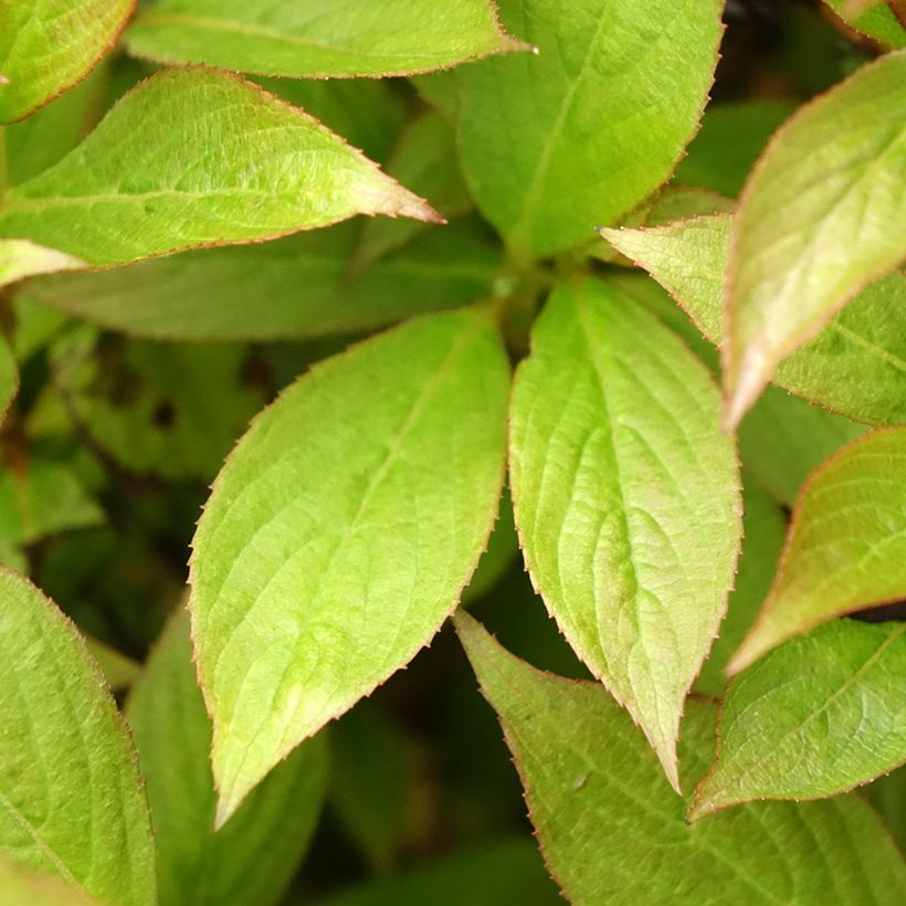 Weigelia Picobella Bianco (Blad)