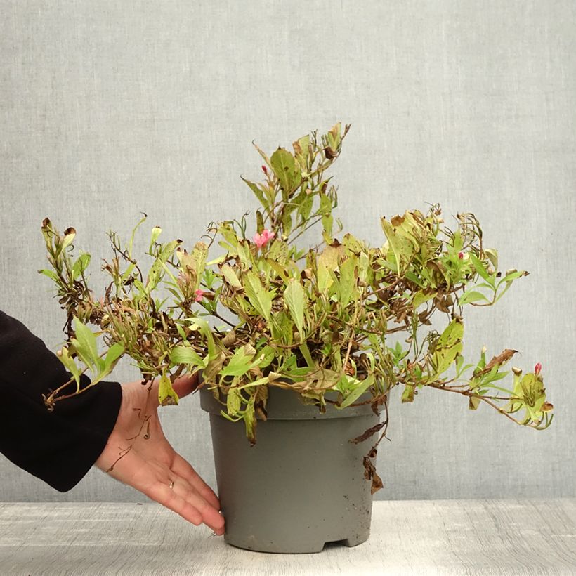 Exemplaar van Weigela Picobella Rosso Pot de 2L/3L zoals geleverd in de herfst