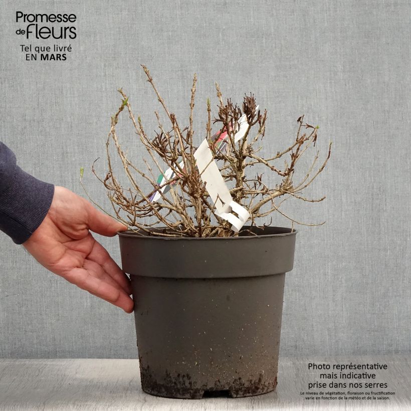 Example of Weigelia Picobella Rosso Pot van 2 l/3 l as you get in printemps