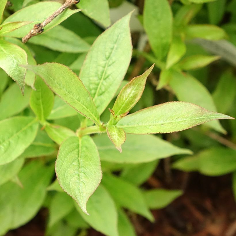 Weigelia Picobella Rosso (Blad)