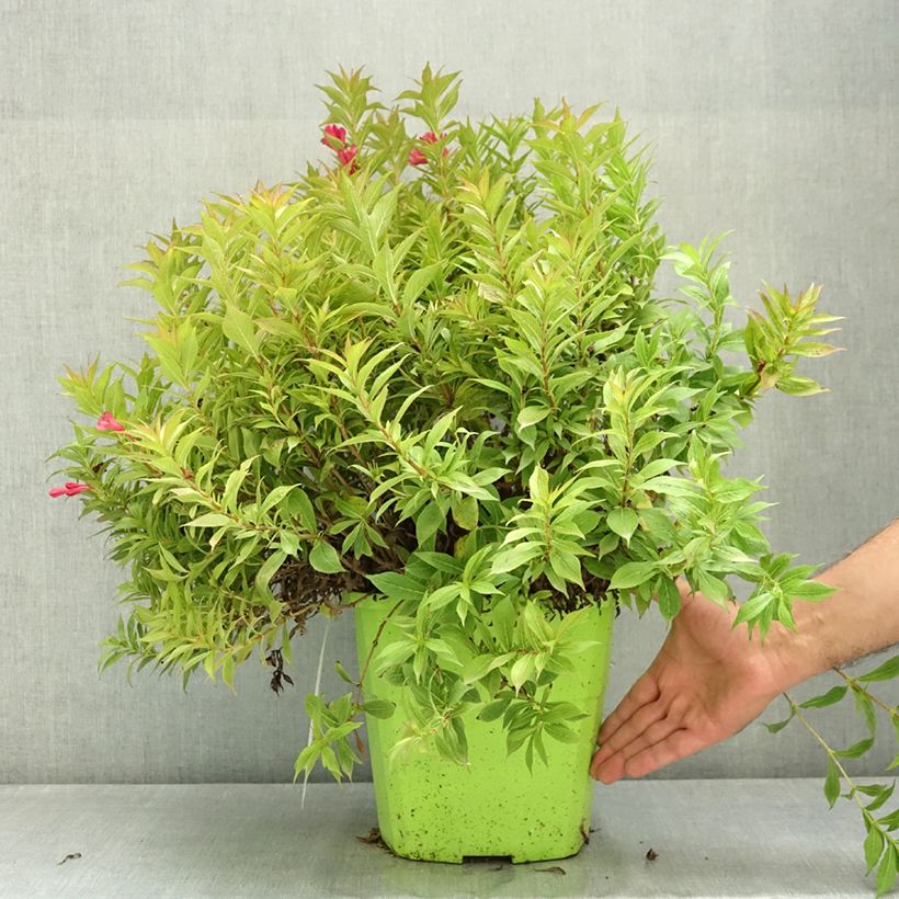 Exemplaar van Weigelia Picobella Rosso Pot van 7,5 l/10 l zoals geleverd in de zomer