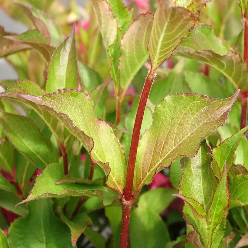 Weigelia Rumba - Chinese weigelia (Blad)