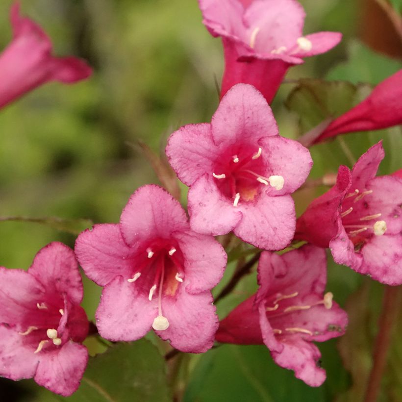 Weigelia Rumba - Chinese weigelia (Bloei)