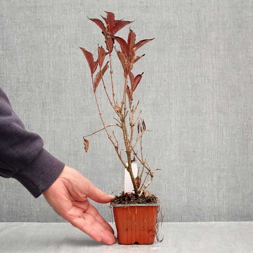 Exemplaar van Weigelia Rumba - Chinese weigelia Kweekpotje van 8/9 cm zoals geleverd in de herfst
