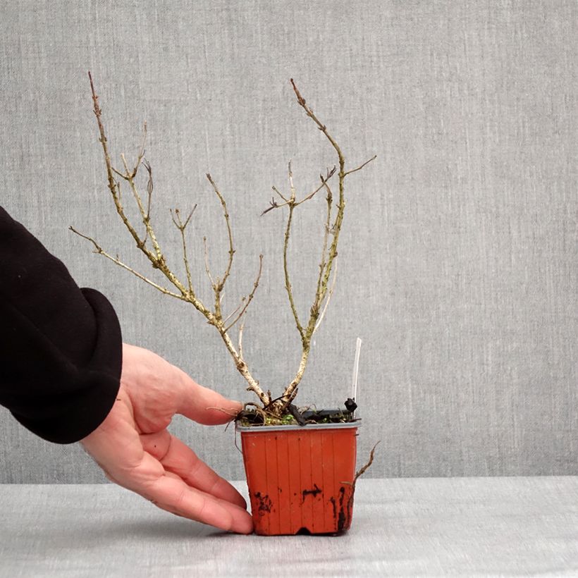 Exemplaar van Weigelia Rumba - Chinese weigelia Kweekpotje van 8/9 cm zoals geleverd in de winter