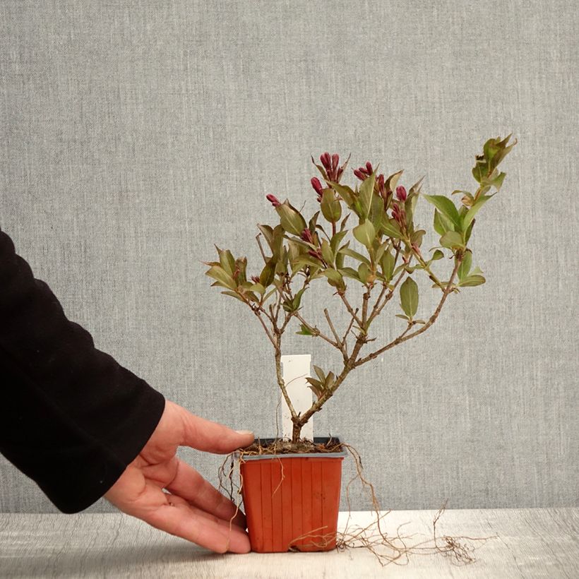 Example of Weigelia Rumba - Chinese weigelia Kweekpotje van 8/9 cm as you get in printemps
