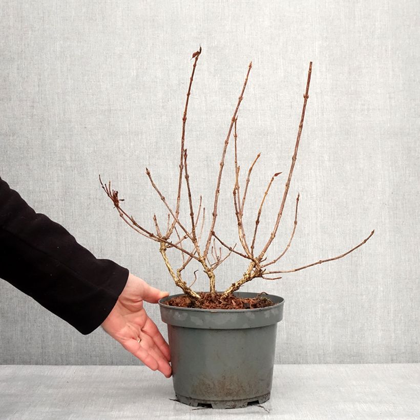 Exemplaar van Weigelia Rumba - Chinese weigelia Pot van 3 l/4 l zoals geleverd in de winter