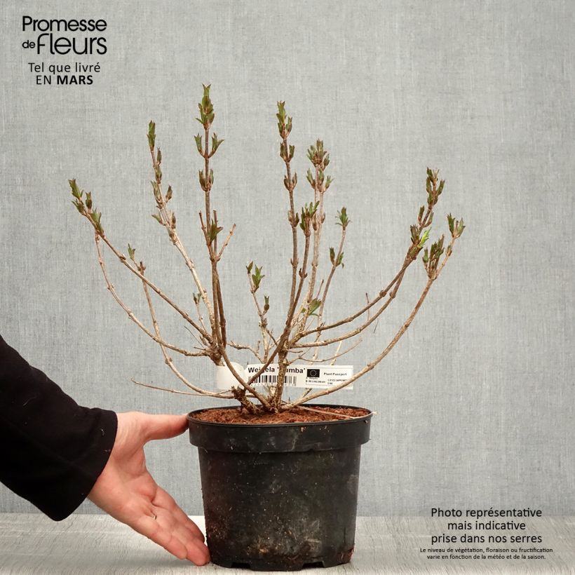 Example of Weigelia Rumba - Chinese weigelia Pot van 3 l/4 l as you get in printemps