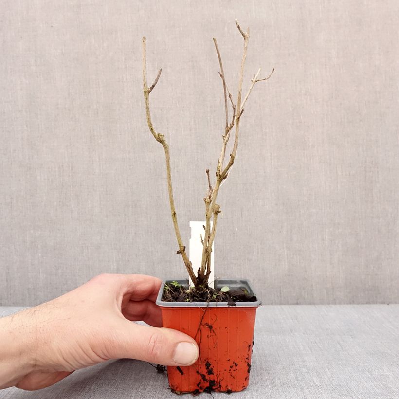 Exemplaar van Weigela Snowflake Godet de 8/9 cm zoals geleverd in de winter