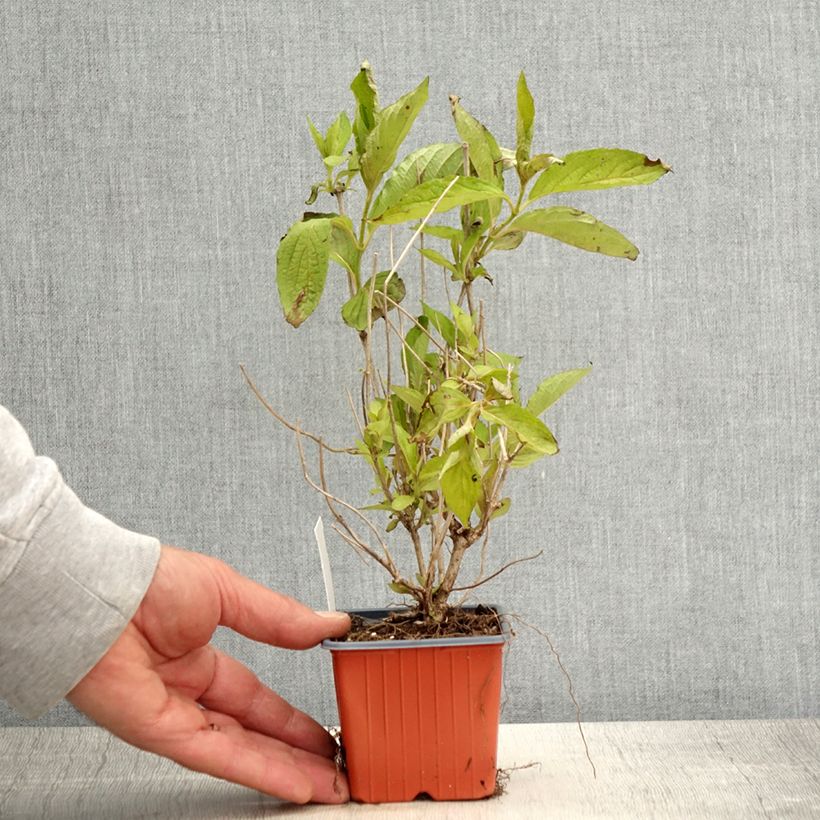 Example of Weigelia Snowflake Kweekpotje van 8/9 cm as you get in printemps