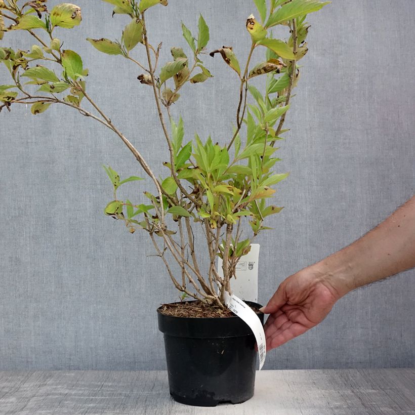 Exemplaar van Weigelia Snowflake Pot van 3 l/4 l zoals geleverd in de zomer