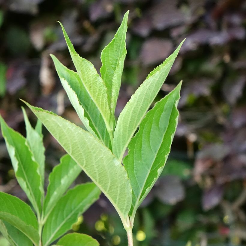 Weigelia Snowflake (Blad)