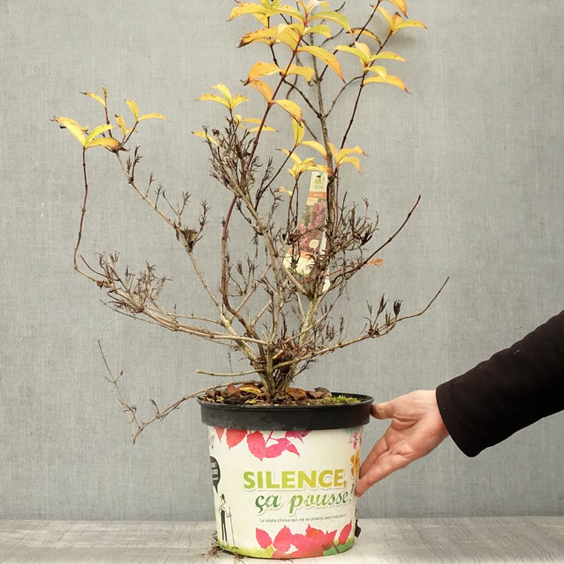 Exemplaar van Weigelia Stelzneri Pot van 7,5 l/10 l zoals geleverd in de herfst