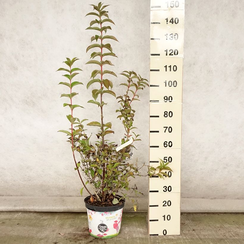 Exemplaar van Weigelia Stelzneri Pot van 7,5 l/10 l zoals geleverd in de zomer