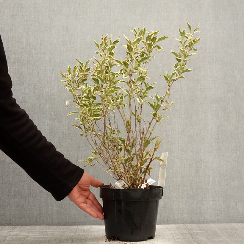 Example of Weigelia White Lightning Pot van 2 l/3 l as you get in printemps