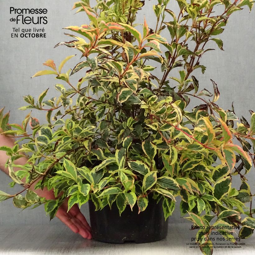 Exemplaar van Weigelia White Lightning Pot van 7,5 l/10 l zoals geleverd in de herfst