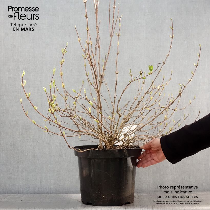 Example of Weigelia White Lightning Pot van 7,5 l/10 l as you get in printemps