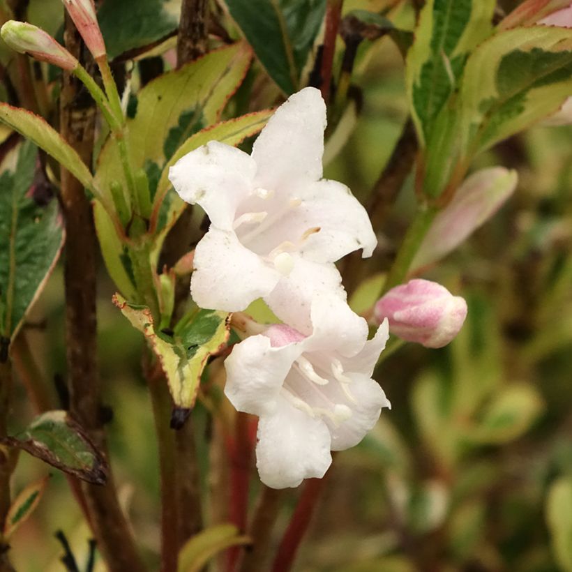 Weigelia White Lightning (Bloei)