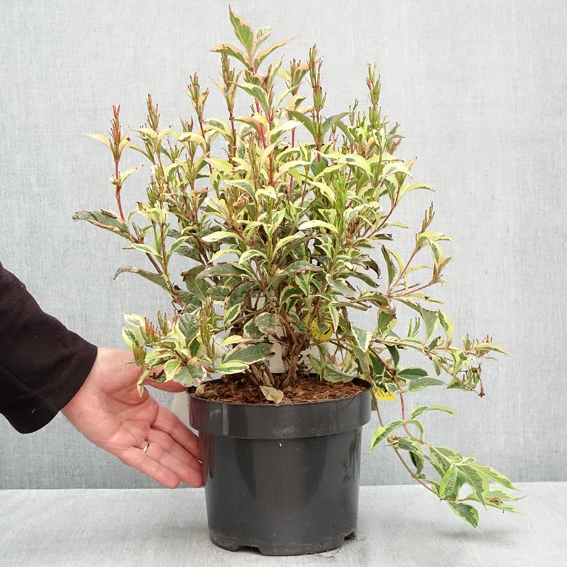 Exemplaar van Weigelia White Lightning Pot van 2 l/3 l zoals geleverd in de herfst