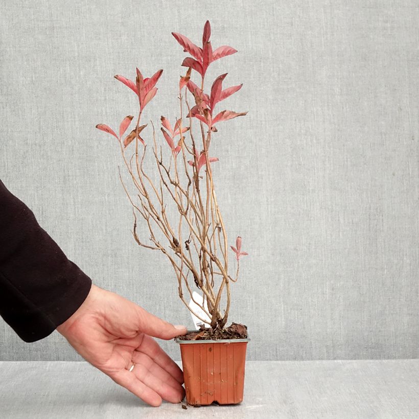 Exemplaar van Weigelia Wings of Fire Kweekpotje van 8/9 cm zoals geleverd in de herfst