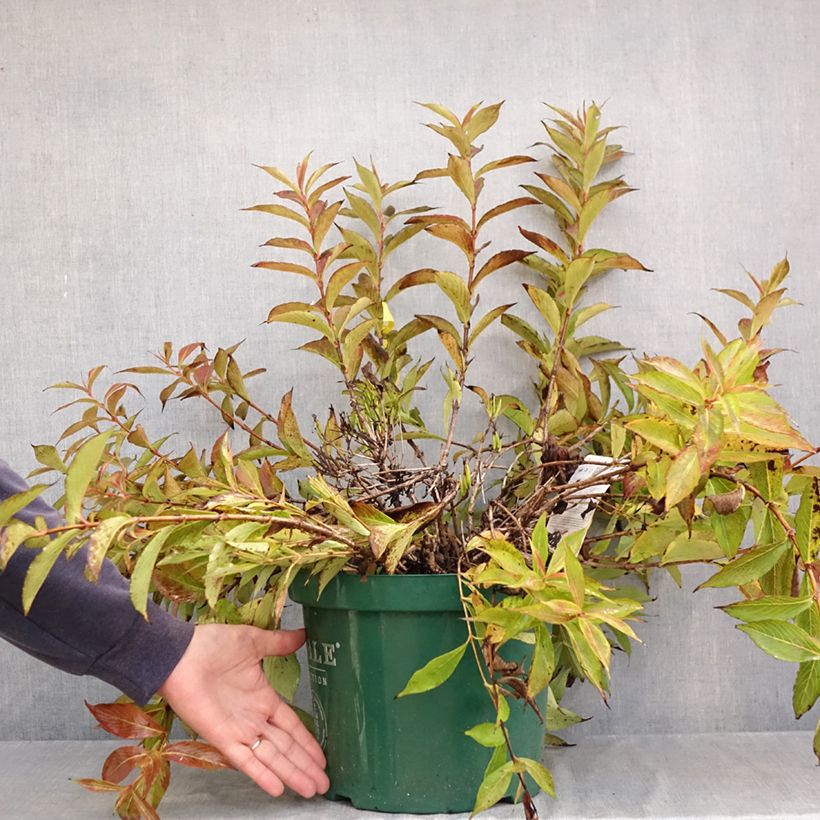 Exemplaar van Weigelia All Summer Peach Pot van 7,5 l/10 l zoals geleverd in de herfst