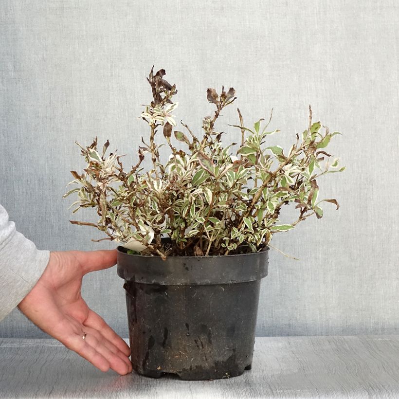 Exemplaar van Weigelia florida Monet Verweig - Chinese weigelia Pot van 2 l/3 l zoals geleverd in de herfst