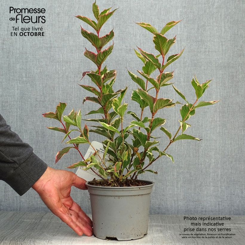 Exemplaar van Weigelia florida Nana Variegata Pot van 2 l/3 l zoals geleverd in de herfst