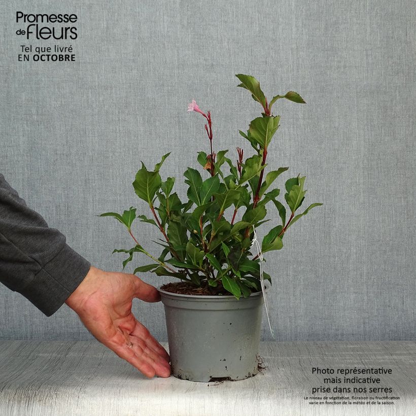Exemplaar van Weigelia florida Polka - Dwergweigelia Pot van 2 l/3 l zoals geleverd in de herfst