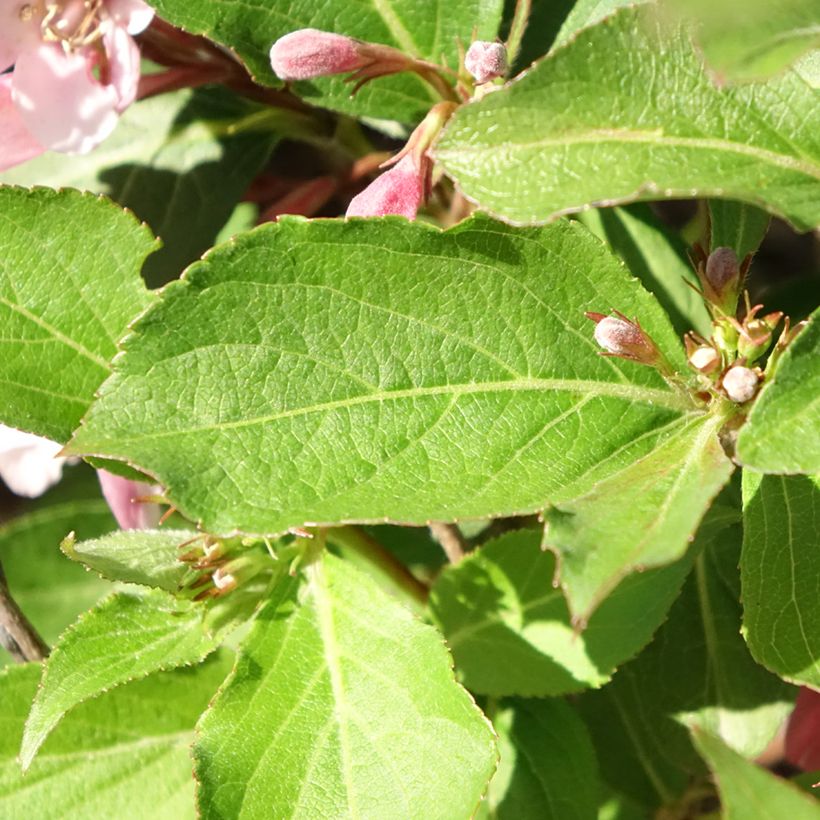 Weigelia florida Polka - Dwergweigelia (Blad)