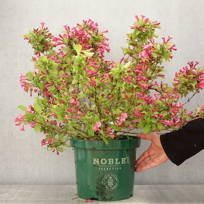 Exemplaar van Weigelia florida Princess Ayla - Chinese weigelia Pot van 7,5 l/10 l zoals geleverd in de lente