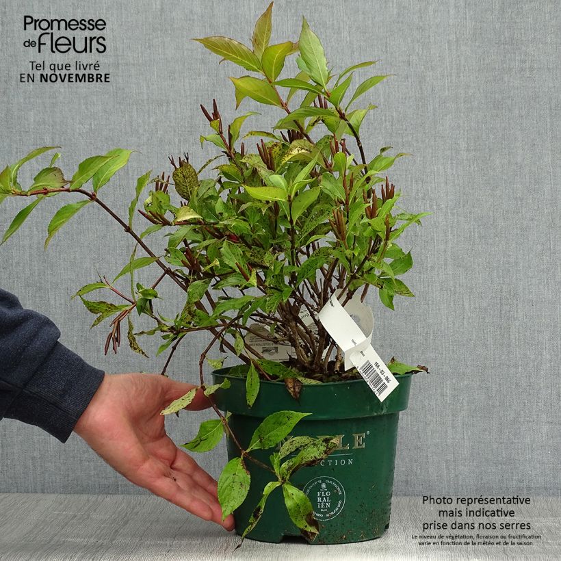Exemplaar van Weigelia florida Princess Ayla - Chinese weigelia Pot van 3 l/4 l zoals geleverd in de herfst