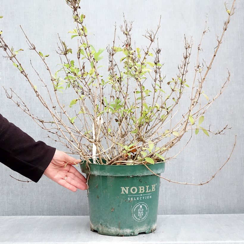 Exemplaar van Weigelia florida Princess Ayla - Chinese weigelia Pot van 7,5 l/10 l zoals geleverd in de herfst