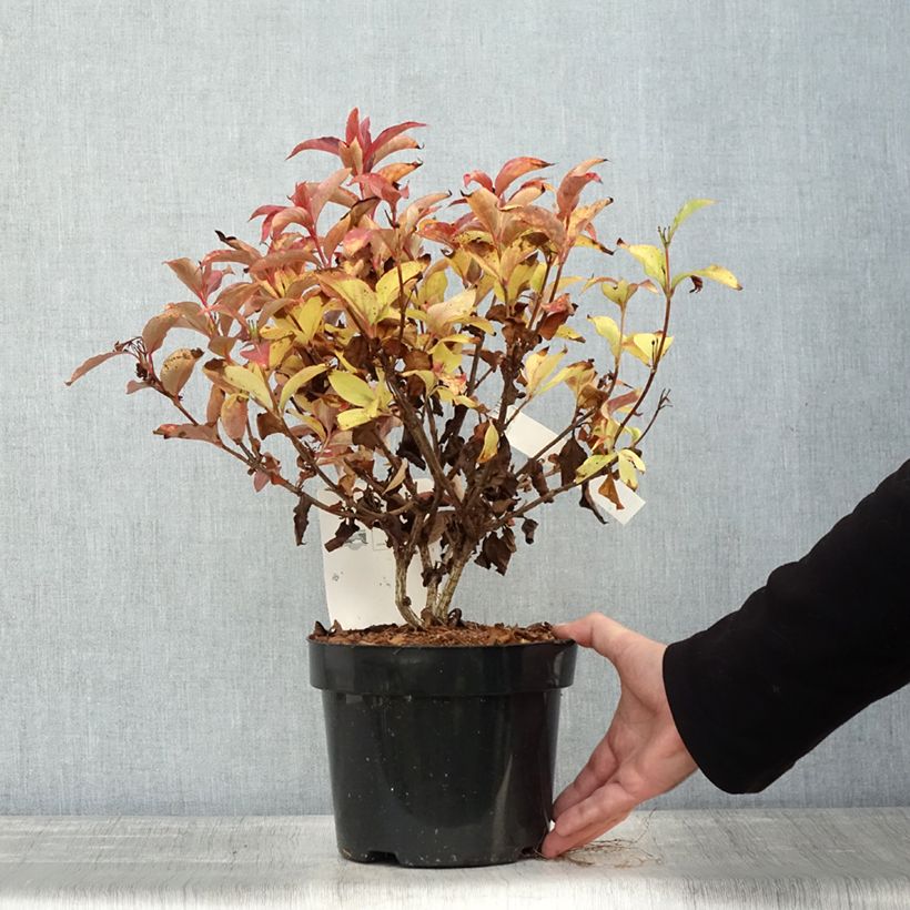 Exemplaar van Weigelia Cherry Love Pot van 3 l/4 l zoals geleverd in de herfst
