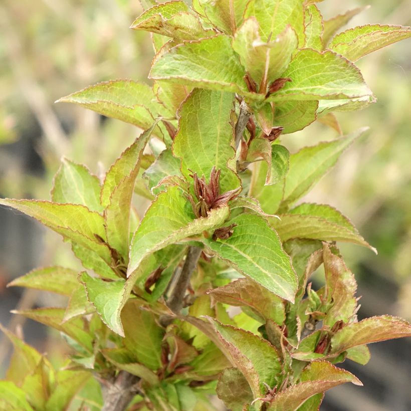Weigelia Cherry Love (Blad)