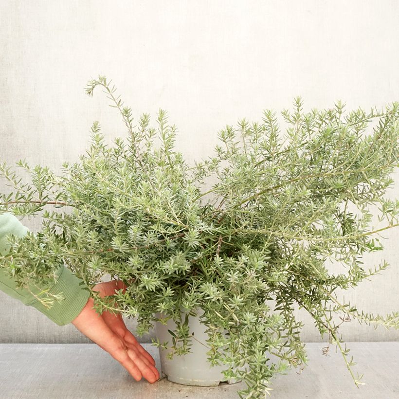 Example of Westringia fruticosa Blue Gem - Australische rozemarijn Pot van 3 l/4 l as you get in hiver