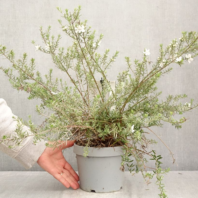 Exemplaar van Westringia fruticosa Blue Gem - Australische rozemarijn Pot van 3 l/4 l zoals geleverd in de lente