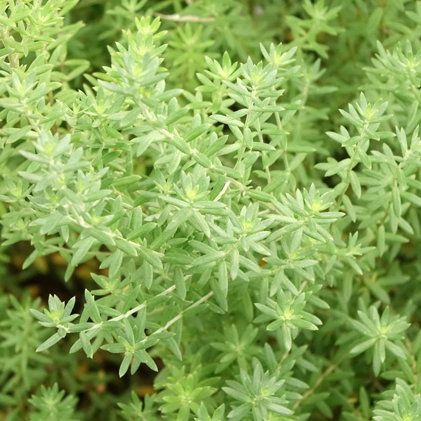 Westringia fruticosa Blue Gem - Australische rozemarijn (Foliage)