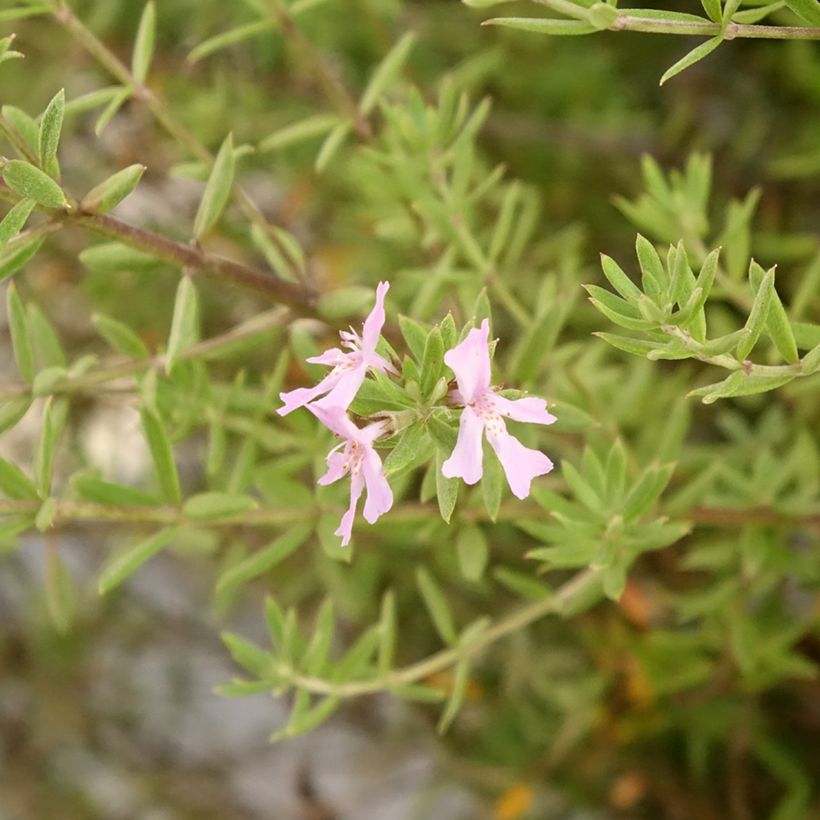Westringia fruticosa Blue Gem - Australische rozemarijn (Flowering)