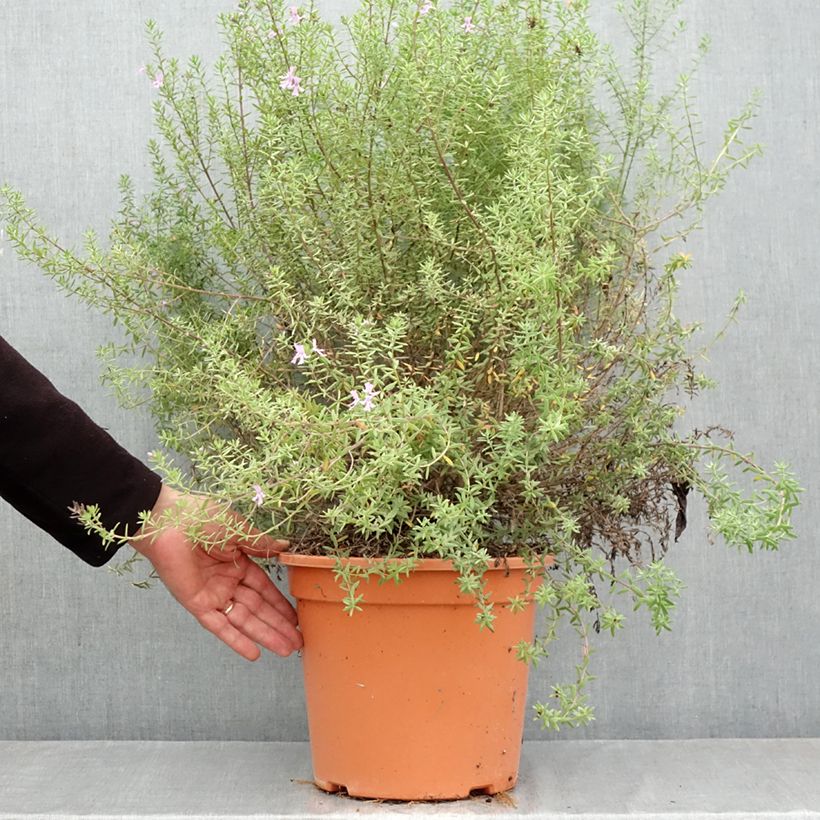 Exemplaar van Westringia fruticosa Blue Gem - Australische rozemarijn Pot van 7,5 l/10 l zoals geleverd in de herfst