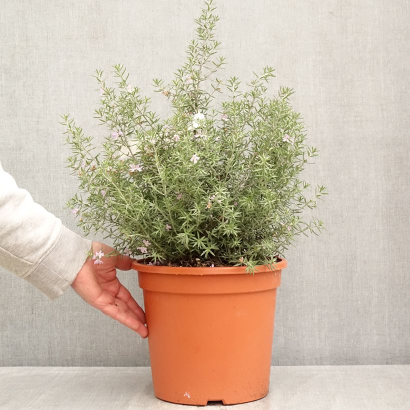 Exemplaar van Westringia fruticosa Blue Gem - Australische rozemarijn Pot van 7,5 l/10 l zoals geleverd in de lente