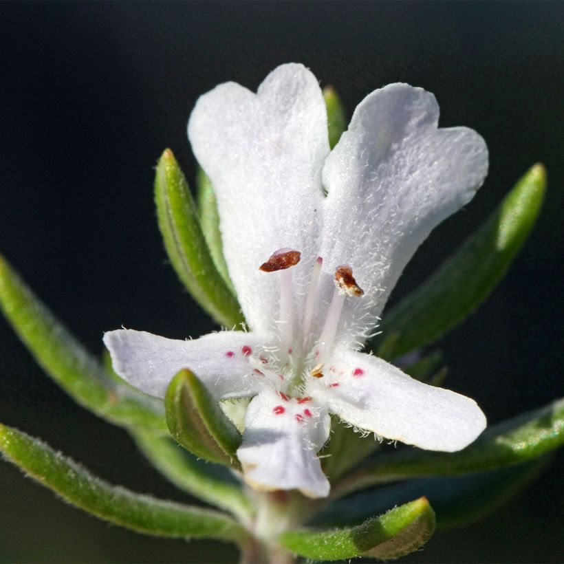 Westringia fruticosa Mundi - Australische rozemarijn (Bloei)
