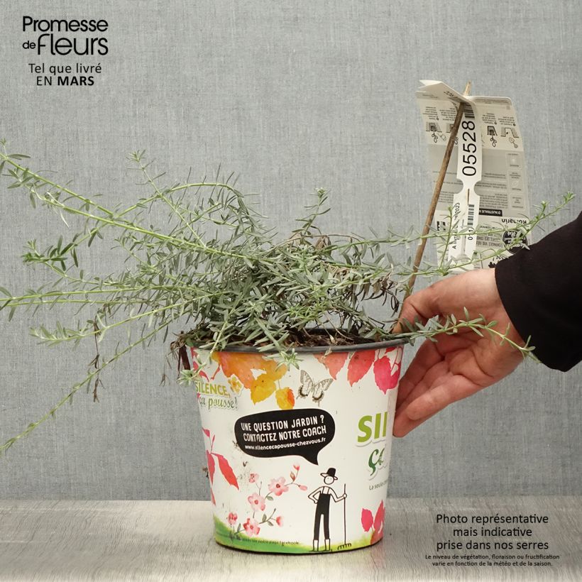 Exemplaar van Westringia fruticosa Mundi - Australische rozemarijn Pot van 3 l/4 l zoals geleverd in de lente