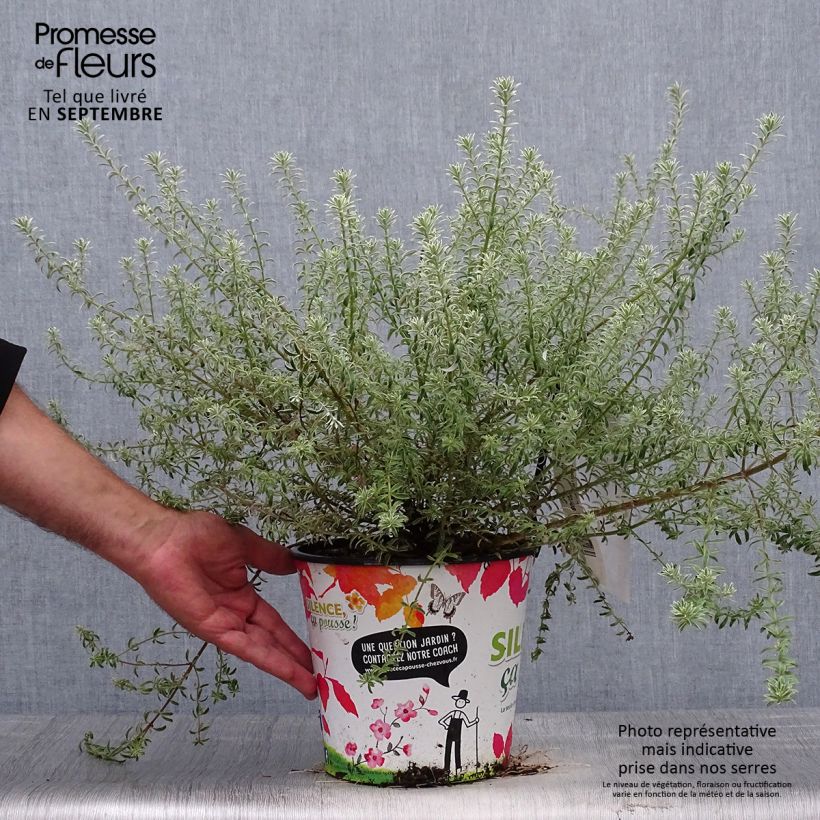 Exemplaar van Westringia fruticosa Smookie - Australische rozemarijn Pot van 3 l/4 l zoals geleverd in de herfst