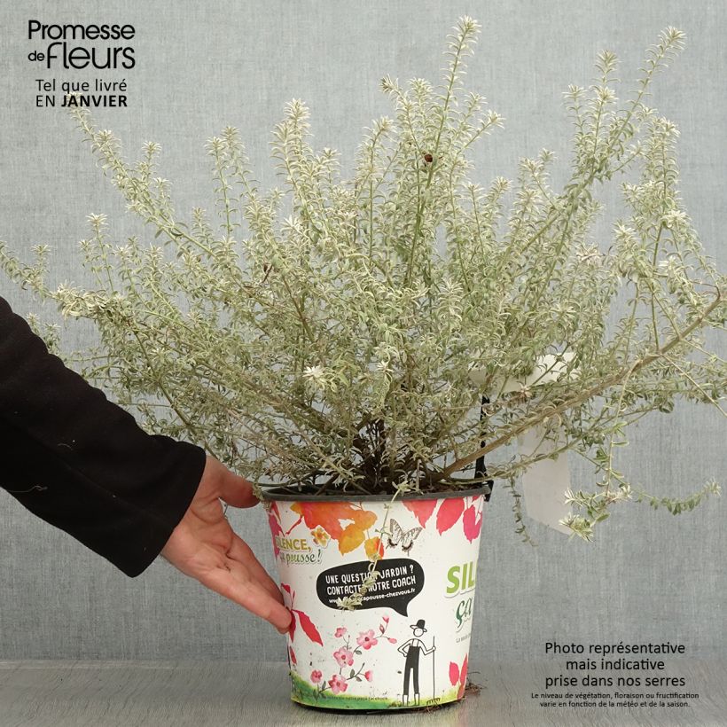 Exemplaar van Westringia fruticosa Smookie - Romarin d'Australie Pot de 3L/4L zoals geleverd in de winter