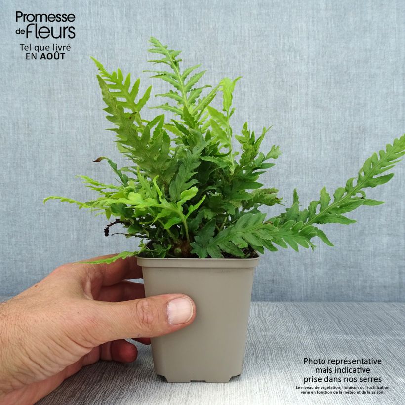 Exemplaar van Woodwardia fimbriata - Grote kettingvaren Kweekpotje van 8/9 cm zoals geleverd in de zomer