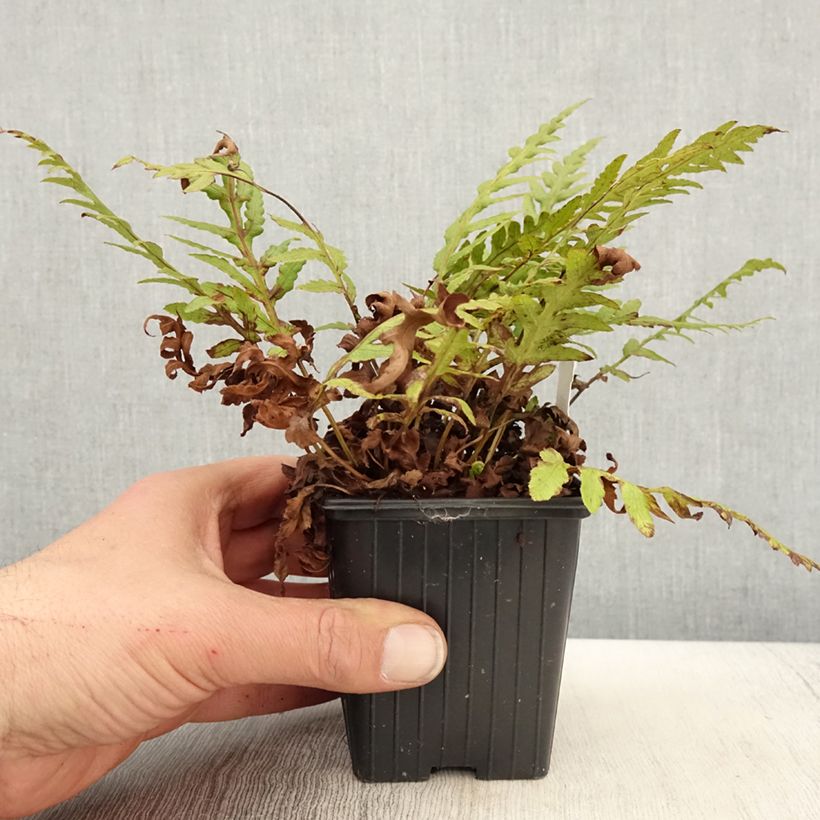 Example of Woodwardia fimbriata - Grote kettingvaren Kweekpotje van 8/9 cm as you get in printemps