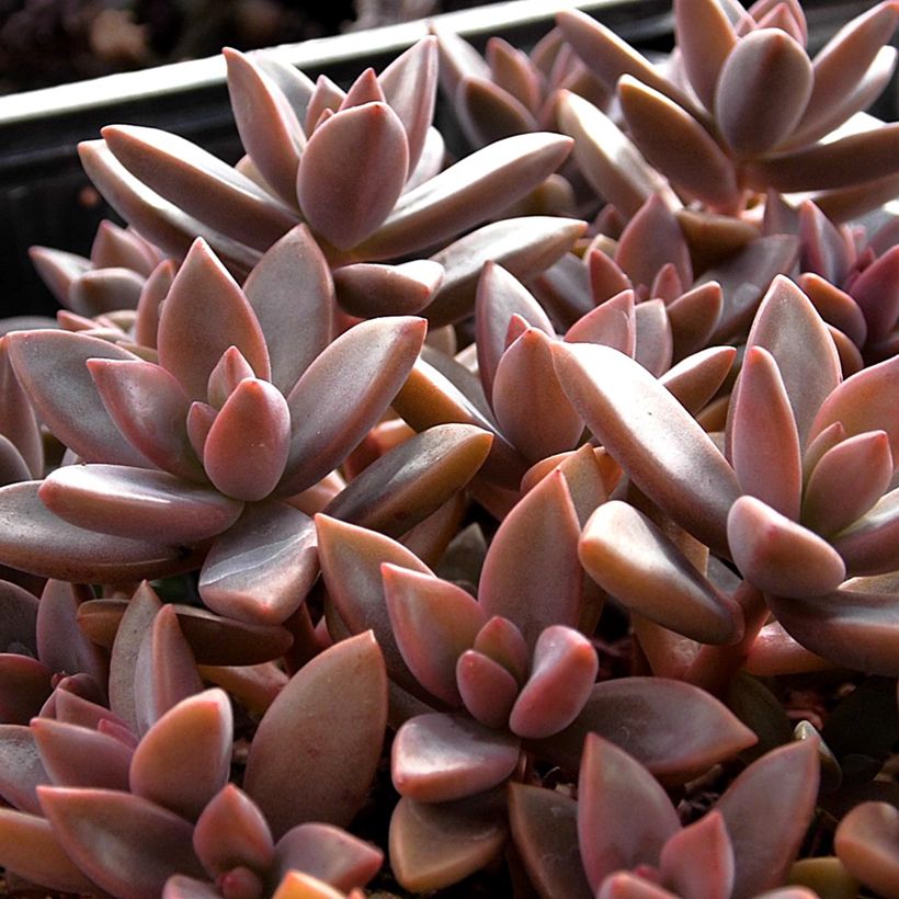 Graptosedum Bronze (Blad)
