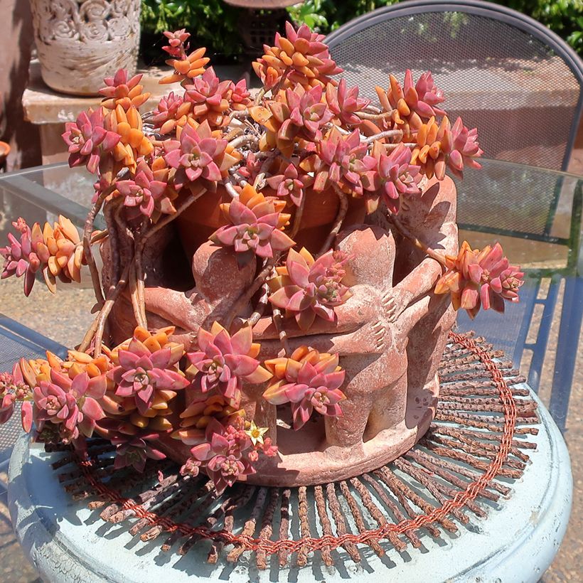 Graptosedum Bronze (Groeiplaats)