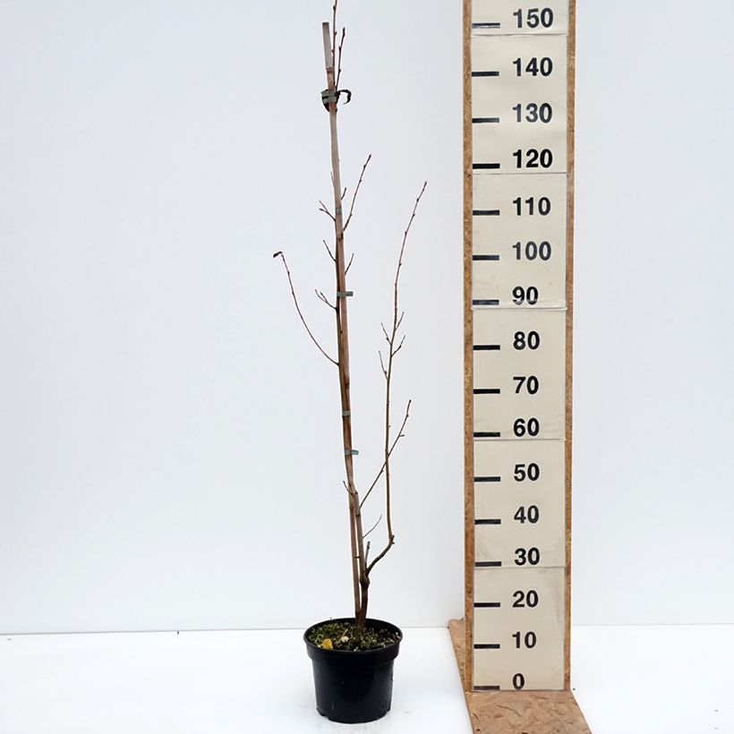 Exemplaar van Amelasorbus jackii Pot van 4 l/5 l zoals geleverd in de herfst