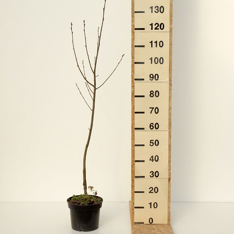 Exemplaar van Amelasorbus jackii Pot van 4 l/5 l zoals geleverd in de winter